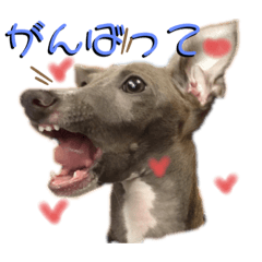 [LINEスタンプ] イタグレMAMOの日常会話