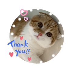 [LINEスタンプ] まるちゃんスタンプ☆日常編
