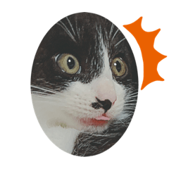 [LINEスタンプ] クロ。