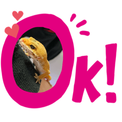 [LINEスタンプ] レイさんと時々レオさん。