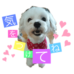 [LINEスタンプ] マルチーズの日常2