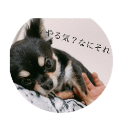 [LINEスタンプ] ノア君の日常
