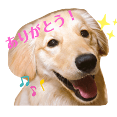 [LINEスタンプ] ゴールデンレトリバー ルナ2