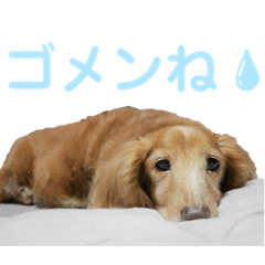 [LINEスタンプ] 愛犬めいちゃんのスタンプ3