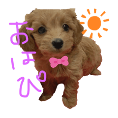 [LINEスタンプ] 我が家のオトちゃん