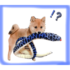 [LINEスタンプ] 豆柴 てん