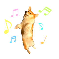 [LINEスタンプ] モコです。コーギーです。
