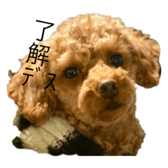 [LINEスタンプ] トイプードル 春雨くん