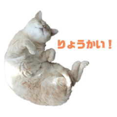 [LINEスタンプ] お気楽3にゃんスタンプ2