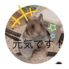 [LINEスタンプ] ゴルハムのチョコ