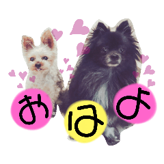 [LINEスタンプ] 犬・ヨークシャーテリア・ポメラニアン