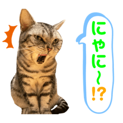 [LINEスタンプ] ねこスタンプ アメショーのさち ②
