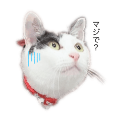 [LINEスタンプ] こつまるスタンプ