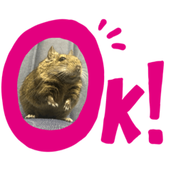[LINEスタンプ] デグーのぺぺちゃん