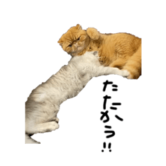 [LINEスタンプ] 【ぶさかわ】うちの猫