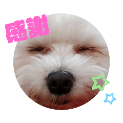 [LINEスタンプ] マルチー’s