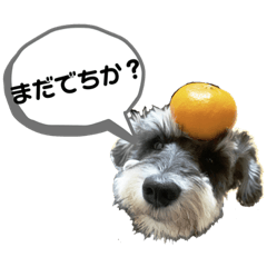 [LINEスタンプ] シュナの海くん