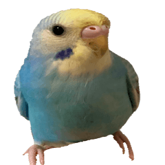 [LINEスタンプ] セキセイインコのしーちゃん