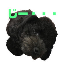 [LINEスタンプ] ぷーどる くろ