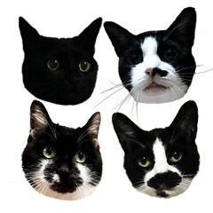 [LINEスタンプ] モノクロ猫たちの写真スタンプ