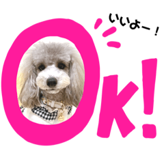 [LINEスタンプ] トイプードルシルバー「しずくさん②」