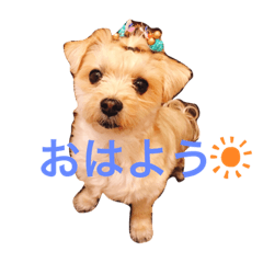 [LINEスタンプ] ちゃまちゃまの日常