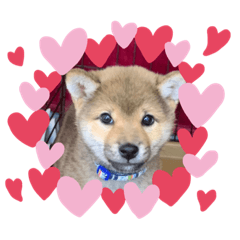 [LINEスタンプ] 柴犬てっちゃんのスタンプ
