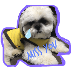 [LINEスタンプ] 笹子家愛犬スタンプ