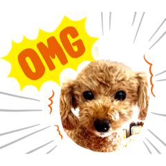 [LINEスタンプ] toy poodle’s Stamp world