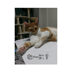[LINEスタンプ] Rinchan0605