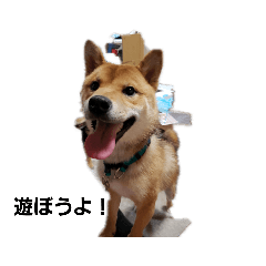 [LINEスタンプ] りくこた家