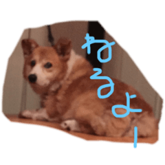 [LINEスタンプ] ロッキー❤︎❤︎❤︎