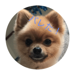 [LINEスタンプ] 癒しのコロン