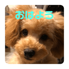 [LINEスタンプ] 看板犬クッキー2