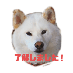 [LINEスタンプ] 白柴ハク・茶柴大ちゃん