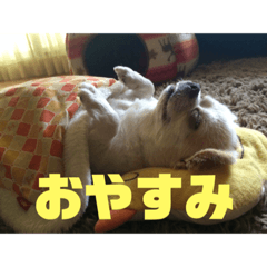 [LINEスタンプ] チワワのツナ04