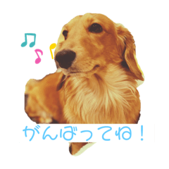 [LINEスタンプ] わんわんの日常1