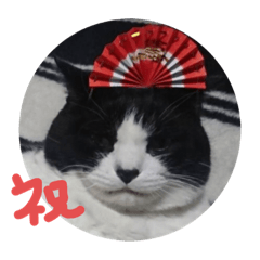 [LINEスタンプ] ひぐち家のねこ