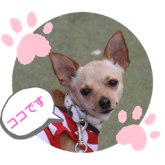 [LINEスタンプ] 今日のココちゃん