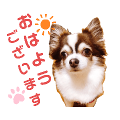 [LINEスタンプ] モモちゃん(日常会話)