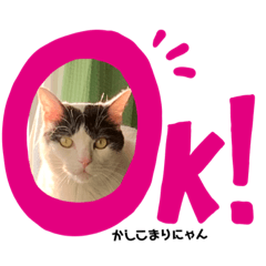 [LINEスタンプ] Tono nyan
