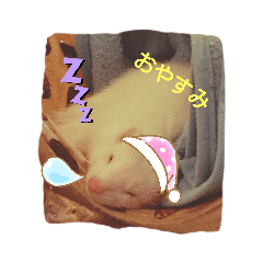 [LINEスタンプ] 〜フェレットの日常〜