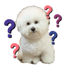 [LINEスタンプ] ビションフリーゼ のベル_