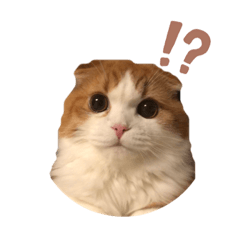 [LINEスタンプ] ふんわりネコ風太くん