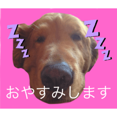 [LINEスタンプ] ベリーキュートなゴールデンレトリバー