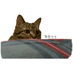 [LINEスタンプ] うちのねこ4