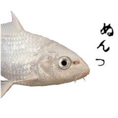 [LINEスタンプ] 鯉に恋する毎日