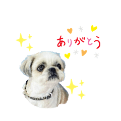 [LINEスタンプ] シーズーの楓花ちゃんスタンプ