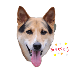 [LINEスタンプ] ミックス犬ロッキー