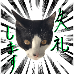 [LINEスタンプ] ハチワレ猫ムウ君